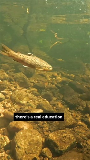 Learning the Ways of the Trout