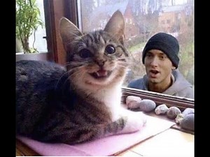 😺 Eminem ft. ChatGPT - Raps about Cats 😺