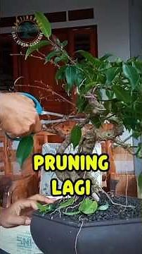 The Art of Bonsai: Mastering Beringin Kraton Pruning Techniques
