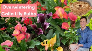 Overwinter calla lily bulbs - complete instructions on how to save calla bulbs