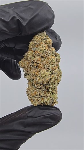 Purple Cream | Boutique Exotics | Flower