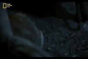 Deer - Hindi Documentary #jungle #wildanimals #documentary #discovery #purenaturehdtv | Pure Nature HDTv