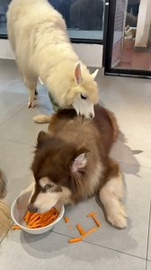 852K views · 19K reactions | Con khốn nạn  Mật Pet Coffee - HCM Cafe Alapca : số 1D Đoàn Hồng Phước - Tân Phú - Hcm #mậtpetfamily #mậtpet #mậtpetcoffee | Sếp Mai - Mật Pet | Facebook