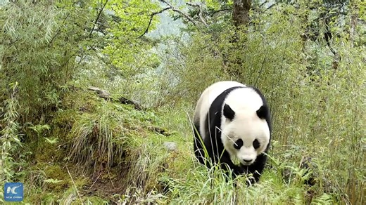 14K views · 97 reactions | Rare footage of wild giant pandas going for a stroll was captured by an infrared camera in the Giant Panda National Park's Baishuijiang area in NW China's Gansu Province. Enjoy watching two pandas, one large and one small, putting their charmingly clumsy demeanor on full display. | Xinhua Culture&Travel | Facebook