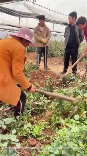 Tending the Soil: How Traditional Farming Techniques Nurture Growth