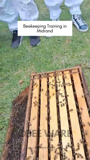 1.2K views · 11 reactions | Live Training with our Beekeeping Students! #beecourse #beekeepingtraining #midrand | Bee WARE | Facebook