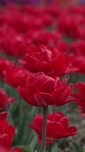 Commercial Tulip Farming Rows Family Organic Stock Footage Video (100% Royalty-free) 3995405661 | Shutterstock
