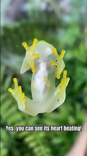 The Invisible Frog: Nature’s Transparent Marvel!