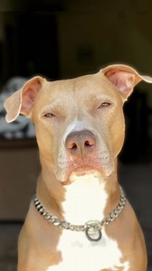 Glow up ✨🥰 #pitbull #glowup #dogmemes #pitbulldog | Pittt Bulll