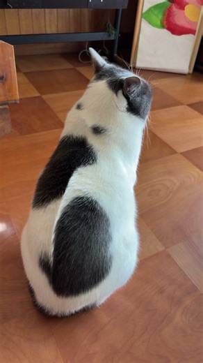 可愛い猫さんのモヒカン後ろ姿❤️