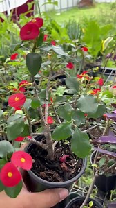 Euphorbia Geroldii: Thornless Crown of Thorns - Etsy