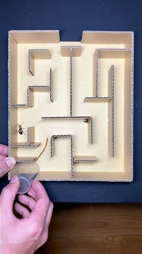 Centipede vs Bombardier Beetle – Speed Battle in the Maze