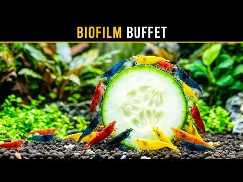 The REAL Reason Aquarium Shrimp Go Crazy for Vegetables & Duckweed