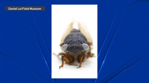 ‘1 in a million’ blue-eyed cicada donated to Field Museum
