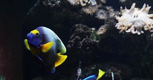 Blueface Angelfish Pomacanthus Xanthometopon Adult Near Stock Footage Video (100% Royalty-free) 1033342598 | Shutterstock