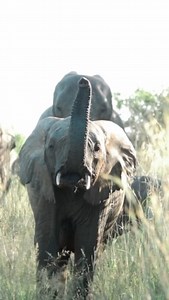 2.1K views · 6.7K reactions | What we mean when we say Phinda magic 凉彩 -——— : @jesswanderswild : andBeyond Phinda Private Game Reserve : Munywana Conservancy, South Africa -——— #seewhatliesbeyond #andbeyondtravel #andbeyondsightings #WILDwatch #travelinspiration #traveldeeper #safari #wildlife #wildlifephotography #andbeyondsafari #andbeyondphinda #phinda #southafrica | Phinda Private Game Reserve | Facebook