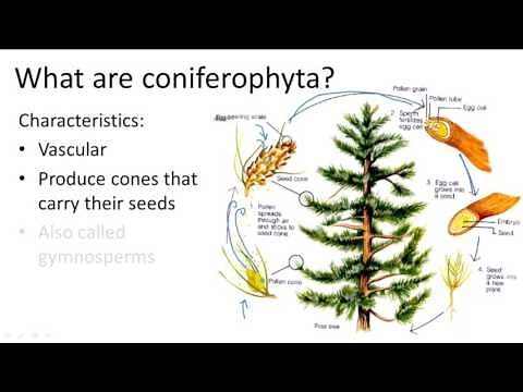 Coniferophyta