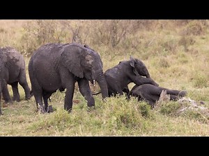 Crazy Elephant Moments - Adorable young elephants playfully tussle in the Wild