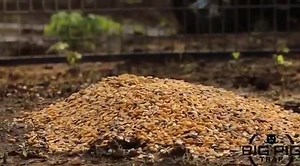 9.7K views · 58 reactions | "Hog trapping got a whole lot easier with the BPT, it’s compact design is simple and straightforward and can be put up by just one person." — Steele Henderson Don’t let feral hogs destroy your pasture, crops, farm, equipment and more. The Big Pig Trap can help you catch more feral hogs immediately! https://www.bigpigtrap.com/ | Big Pig Trap | Facebook