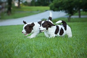 7.7K reactions · 2.5K shares | a partnership of premium family-raised doodle breeders; our philosophy sets us apart | Crockett Doodles | Facebook