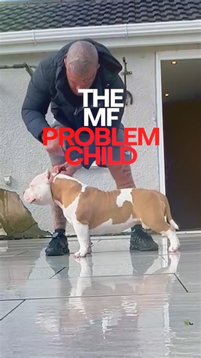 Meet 'The Problem Child', the 9.5-month-old American Bully champ making waves in the UK & US! | The Bully View