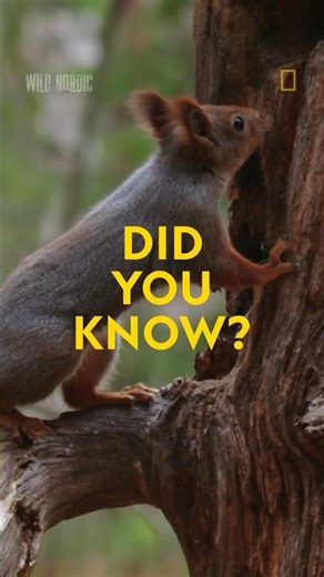 Did you know? Red squirrel edition 🌰 #shorts