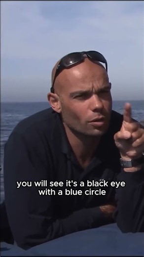 The Beautiful Blue Eye of a Great White
