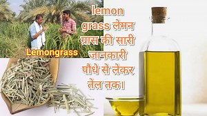3.2K views · 87 reactions | lemon grass लेमन ग्रास की सारी जानकारी पौधे से लेकर तेल तक। From plant to oil. | Agriculture farmer | Facebook
