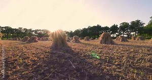 This captivating stock footage showcases the rustic beauty of stooked hay bales basking in the golden light of a setting sun. The camera sweeps across the agricultural landscape, highlighting the