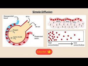 Diffusion for AQA GCSE Biology and combined science