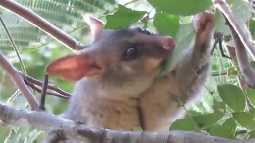 2.1K views · 155 reactions | Possums don’t mind a munch in the day; if they feel safe and a bit peckish with yummy food handy, they’ll tuck in, regardless of sunlight. We do that at night too, and yet, we’re diurnal. | Possums & Allsorts | Facebook