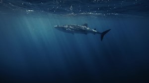 Marine engineers: Five species that shape underwater ecosystems