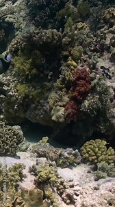 Diversity of fish on underwater coral reef, vertical video. Immerse yourself in underwater world with vertical video showcasing diversity of fish in coral reef. Red Sea.
