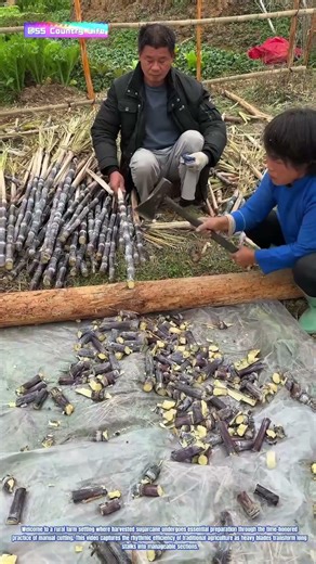 Axe & Stalk: How Traditional Tools Prepare Sugarcane for Planting and Processing