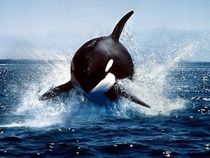 Call of the Killer Whale (Nature Documentary)