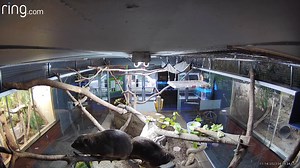 9.1K views · 135 reactions | Camera Captures Moment; our safety cams caught our Rock Hyrax couple noshing on a bit of their lunch. Fun to see them at this level as they stay in their elevated spaces amost 100% of their time, which mimics their natural behaviors in their wild spaces. | Niabi Zoo | Facebook