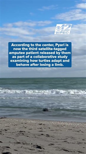 Amputee sea turtle released at Florida beach after months of treatment to crowd