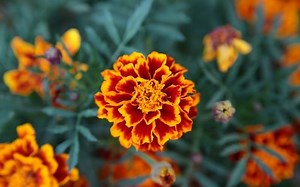 Do Deer Eat Marigolds? (7  Ways to Keep Them Out of the Garden)