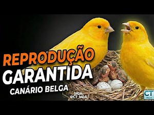 COMO REPRODUZIR CANÁRIO BELGA? | O SEGREDO PARA ENCHER O NINHO