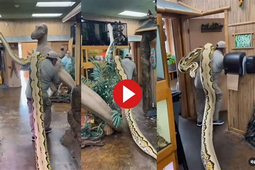 Viral Video: Man Carries Massive Python on His Shoulders, Leaves Internet Stunned
