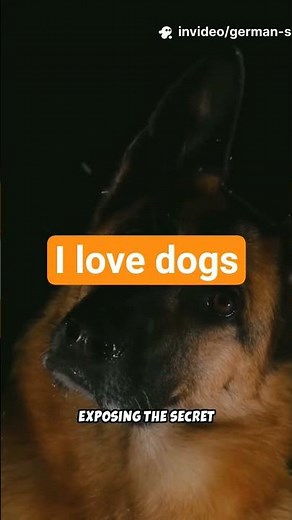 German Shepherds: The Ultimate Guide (Everything You Need To Know)