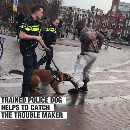 1.1M views · 9.3K reactions | Police dog was trained to bite on the clothes instead of his skin | Dog KingDom | Facebook