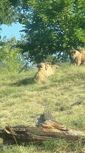 90K views · 2.3K reactions | It's World Lion Day so please enjoy lion...