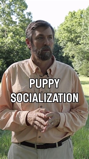 Puppy socialization is a process. It doesn’t happen over night and it doesn’t mean overwhelming your puppy. It means slowly introducing them to new things. | Sporting Life Kennels