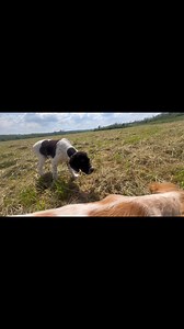 235K views · 3K reactions | Kronos od Poštara 4m (Neum del Squadre Speciali - Carica Montale di Serbia) & Clea od Poštara 3 m( Robin od Poštara -Gina od Poštara) | Epanjel Breton - Engleski Seter ''Od Postara'' | Facebook