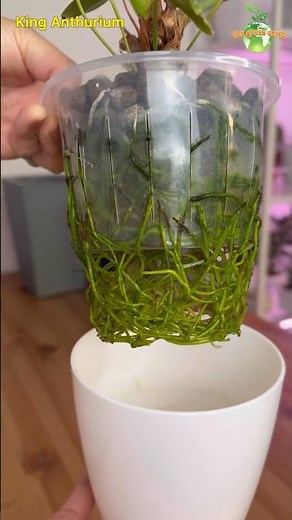 King Anthurium Repotting #thegreenearth #anthurium #plants