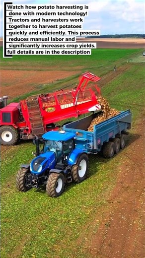 Modern Potato Harvest: High Efficiency with Advanced Machinery