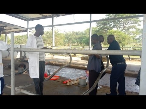 Basic requirements for chicken famers..Brood management, feeding, diseases and diagnosis summarized