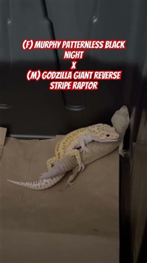 How to BREED leopard geckos