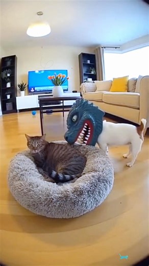 You scared me to death! 😱 Scared cat clips #FunnyCats #CatCompilation